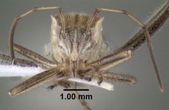 Media type: image;   Entomology 619228 Aspect: head frontal view